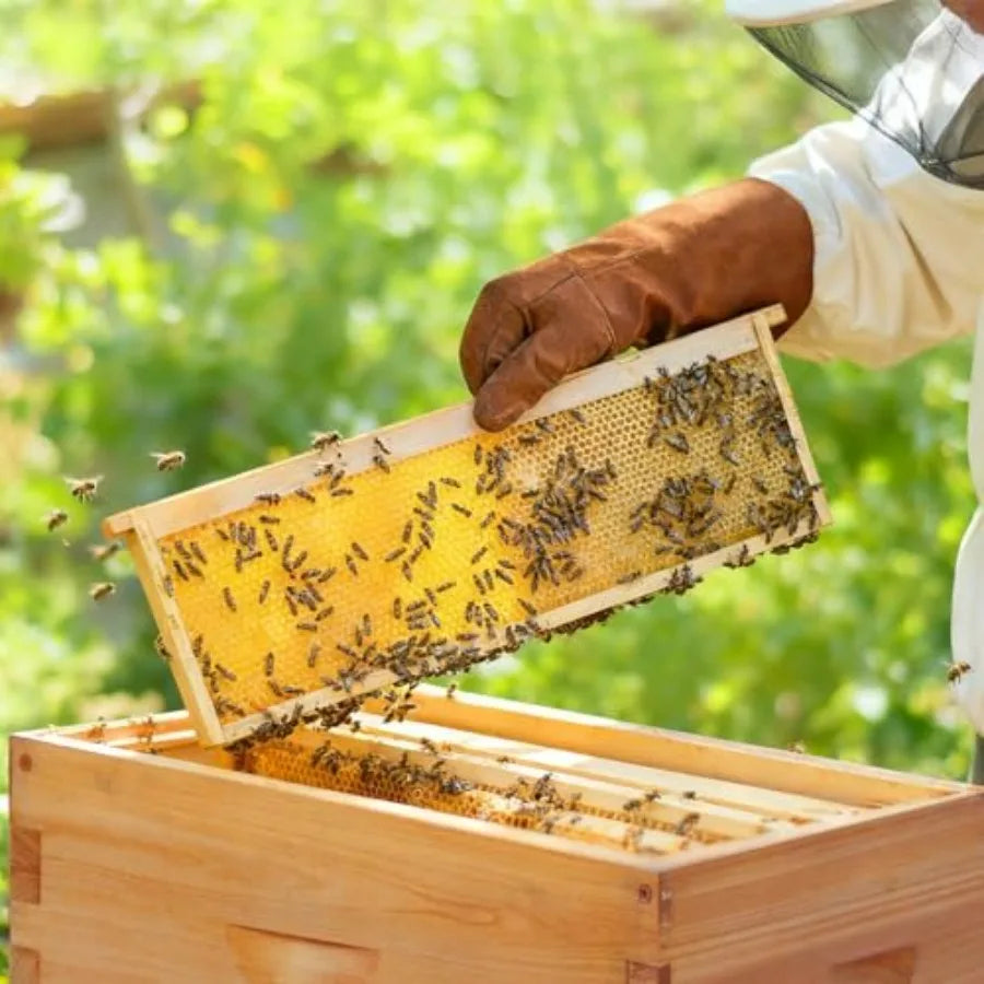 Honey Lake Medium Beehive Frames and Foudations Kit10 Pack Super Wooden Frames and Beeswax Dipped Plastic Foundations for Beeke