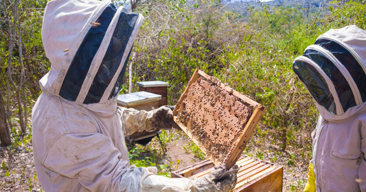 Best Bee Hive Protective Suit for Safe Hive Work