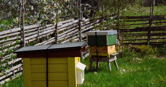 How to Start Beekeeping in Your Backyard: Beginner's Guide