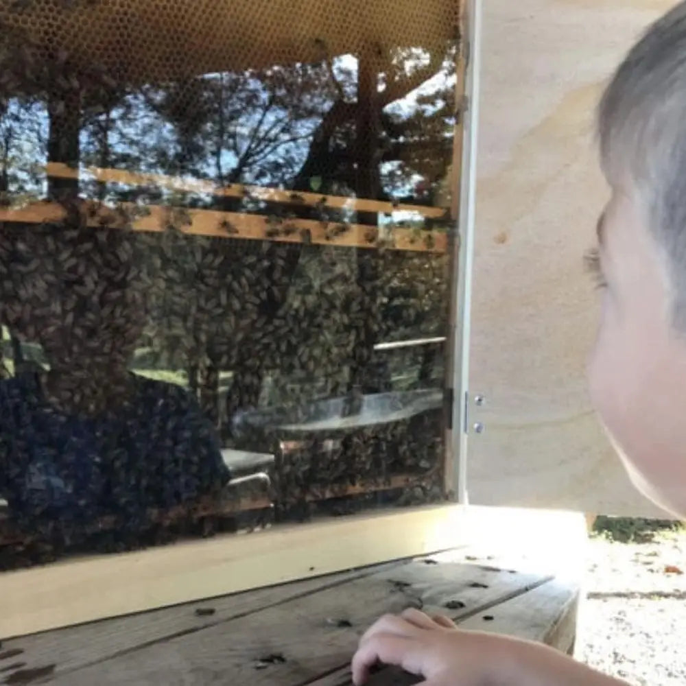 Observation Bee Hive Holds 12 Medium Frames with Double-side Plexi glass doors Fully Assembled FRAMES NOT INCLUDED