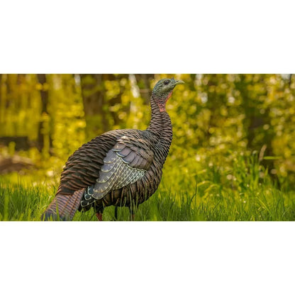 Avian-X HDR Hen Turkey Decoy Durable Realistic Lifelike Standing Hunting Decoy with 2 Removable Heads Carry Bag and Integrated