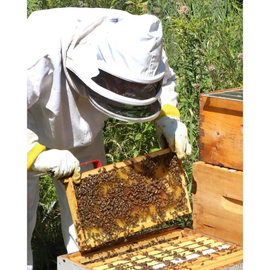 10 Pack Bee Frames Deep Bee Hive Frames and Wax Foundations Black Beehive Frams