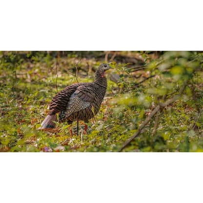 Avian-X HDR Hen Turkey Decoy Durable Realistic Lifelike Standing Hunting Decoy with 2 Removable Heads Carry Bag and Integrated