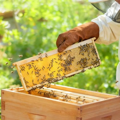 Honey Lake Medium Beehive Frames and Foudations Kit10 Pack Super Wooden Frames and Beeswax Dipped Plastic Foundations for Beeke